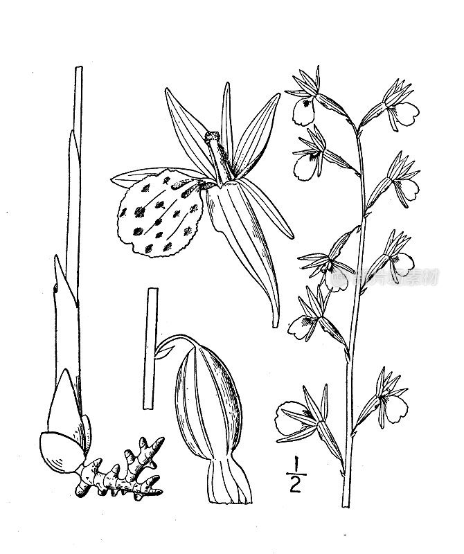 古董植物学植物插图:Corallorhiza Wisteriana, Wister珊瑚根
